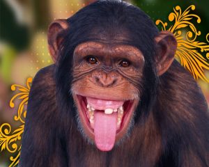 Chimpancé-2