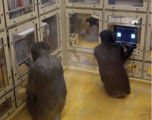 setup chimps